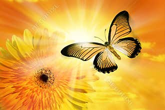 Flower Sun Sky Butterfly