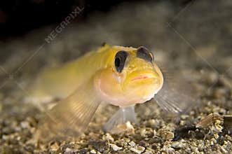 Black eye goby on bottom