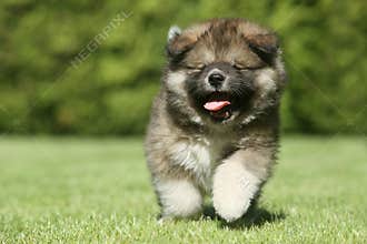 Caucasian Shepherd dog puppy running
