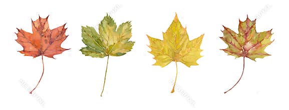 Four watercolor autumn maple leaves. Set of yellow, orange, red and green leaves.