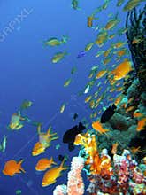 Coral reef fish