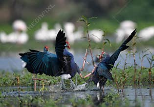 Clash of Purple Swamp-hens on water