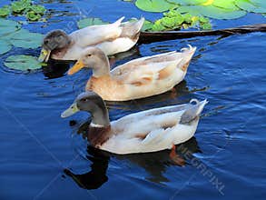 Domesticated Mallard