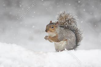Eastern Gray Squirrel Finding Food on a Snowy Day in Winter