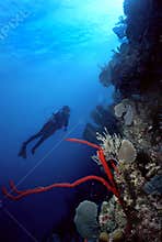 Diver and Red finger sponge