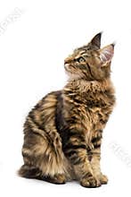 Maine coon cat