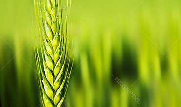 Wheat closeup