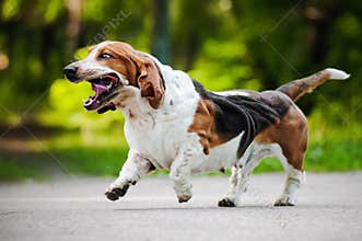 Funny dog Basset hound running