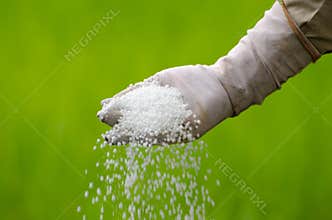 Farmer is pouring chemical fertilizer