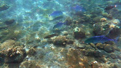 Tropical coral reefs with colorful fishes