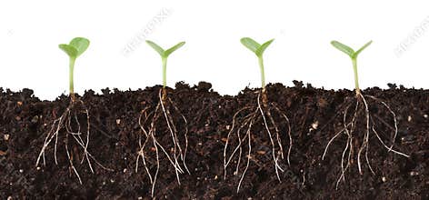 Seedlings and Roots Cutaway