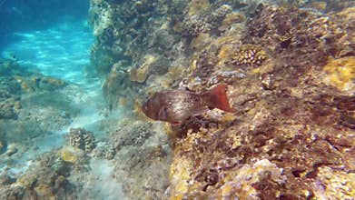 Tropical coral reefs with colorful fishes