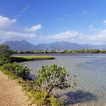 A Quiet Trail at Bird & Fish Santuary Hawaii