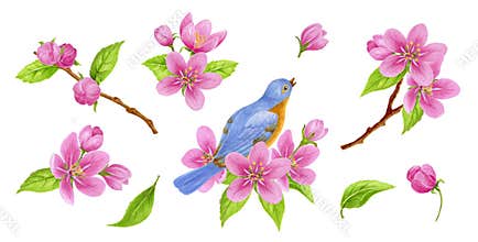 Set of spring elements consisting of apple tree flowers, buds, green leaves and bird sitting on branch. Watercolor clipart for