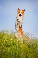 Happy dog standing on his hind