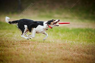 Frisbee dog border collie catching