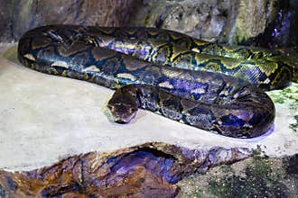 Reticulated python snake. Reptile and reptiles. Amphibian and Amphibians. Tropical fauna. Wildlife and zoology