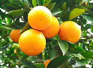 Orange fruit on a tree