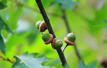 green accorns in oak tree automn