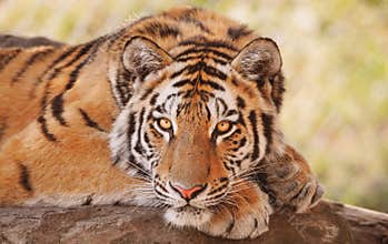 Siberian or Amur tiger