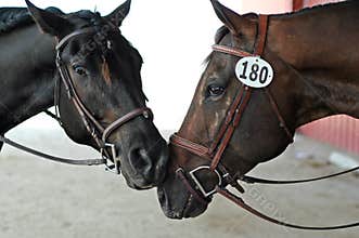 Two Horses