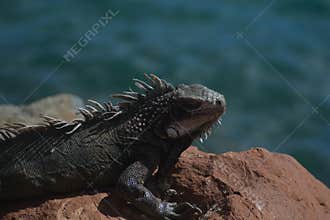Wild Iguana Perched on Rocks by the Water
