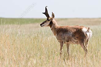 Pronghorn antelope