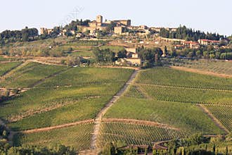 Vineyards of Radda in Chianti, Tuscany, Italy