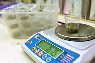 Medical Marijuana