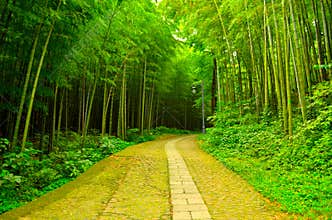Bamboo forest