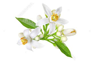Orange tree white flowers, buds and leaves bunch isolated on white. Transparent png additional format