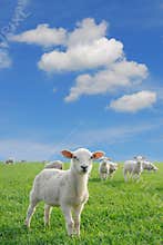 Lambs new