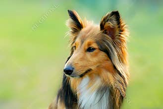 Dog