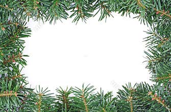 Fir