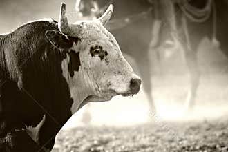 Rodeo bull