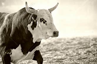 Bull at rodeo