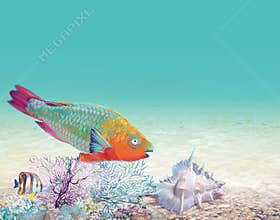 Coral reef with a fish-parrot