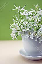White flowers of Ornithogalum umbellatum or Star of Bethlehem