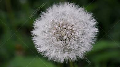 Closeup of dandelion puff or puffball or parachute ball