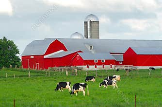 Red Farm Barn with Cows