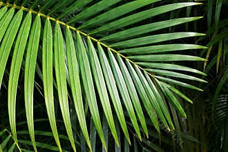 Palm leaf