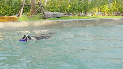 Playful border collie dog jump and play catch up toy at swimming pool in summer.