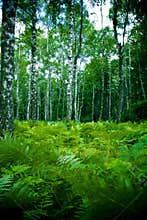 Forest