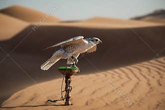 Falcon in desert