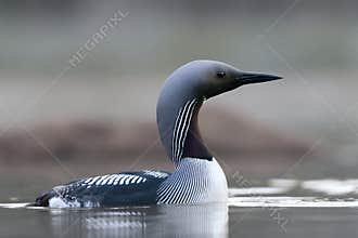 Black-throated loon, arctic loon or black-throated diver (Gavia arctica) swimming in a lake