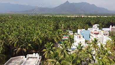 Ocean of Coconut Trees - Western Ghats