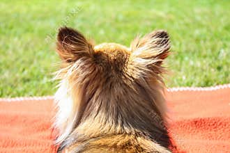 Back view of a chihuahua