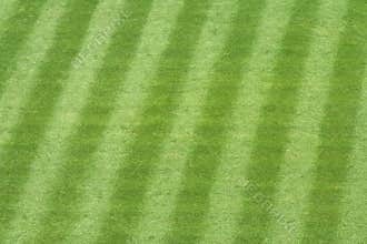 Baseball Stadium Grass