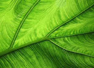 Green leaf background