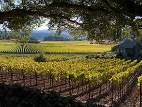 Vineyard in Napa Valley